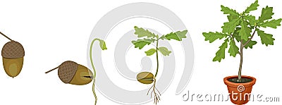 Life cycle of oak tree. Growth stages from acorn and sprout to young oak tree seedling with green leaves in flower pot Vector Illustration